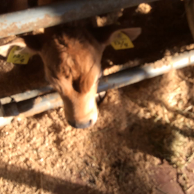 ある日の牛さんの画像