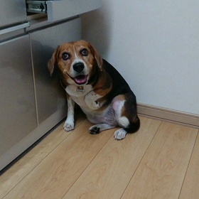 蚤の心臓の  画像