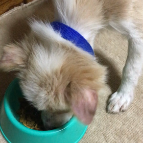 保護犬のポップくんの画像