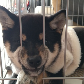 何やら飼い主に文句を言う小麦の画像