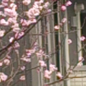 春ですね～の画像