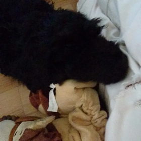 ごまかし上手の画像