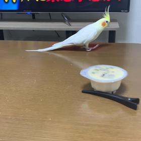 トントンとオカメインコの画像