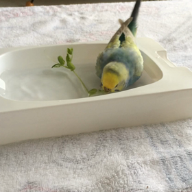 今日はプールϵ( 'Θ' )϶の画像