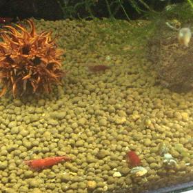 最近の海老ちゃんの画像