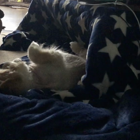 癒しのぽんちゃんの画像