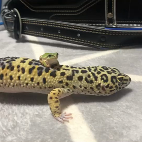 お友達の家のガムちゃんとカエルの画像