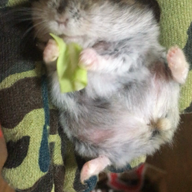 今朝のりんちゃんの画像