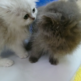 モンチビのニャン子動画～の画像