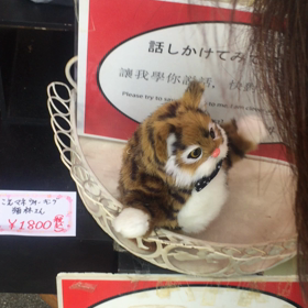 【動画】言葉を真似をする猫の人形に向かって・・の画像