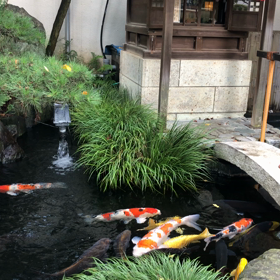 東光寺の鯉のビデオの画像