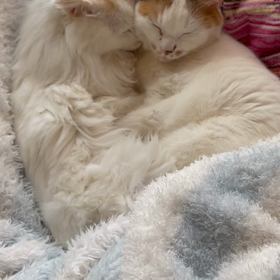 朝から仲良しさんの画像