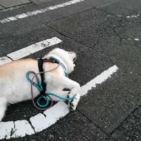 「大丈夫ですか？」「ただ休んでいるだけです」今朝は、ゴロ寝の未来丸は何度も声かけられました。そのの画像