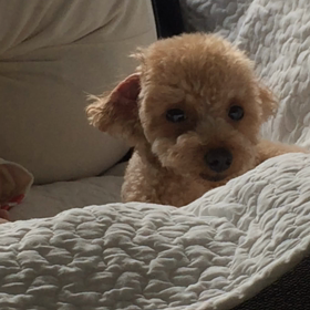 眠たすぎるらしいの画像