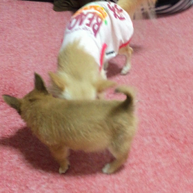 引っ張りっこの画像