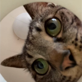 ニャンの画像