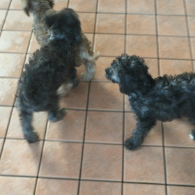 ▶︎ちょっとと兄弟たち1の画像