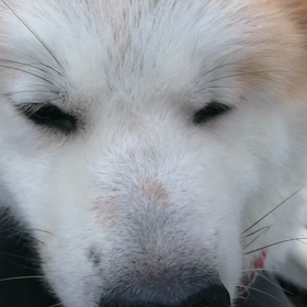 「散歩の鬼？」秋田犬未来丸❗の朝散歩。今朝も快調に連続ゴロ寝貫徹‼️昨日は、未来丸が一時激しいの画像
