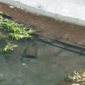 動きの少なかったハクセキレイの画像