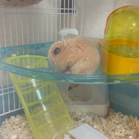 ハムちゃん日記　28日目の画像