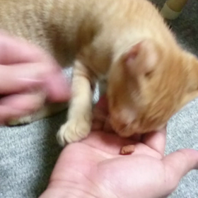 お手する☆むぎっちゅの画像