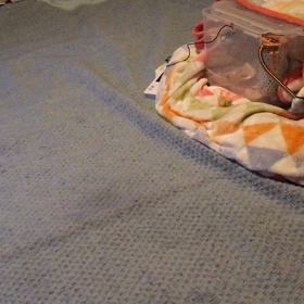 ［姫うずら ４日目☆］ とにかくちょこまかと後をついてきて、萌えておりますの画像