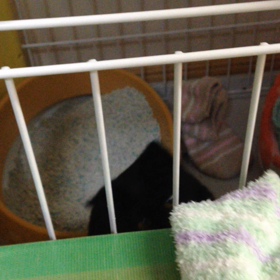 黒猫 テトの動画⑤の画像