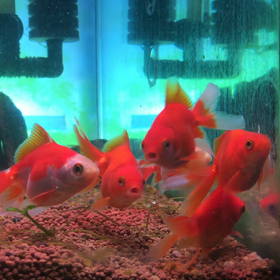 おはようございます、2020/04/03。の画像