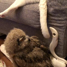 猫の梟釣りの画像