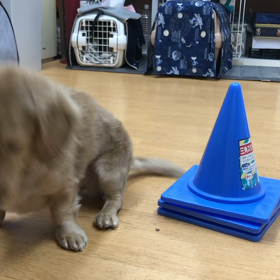 ゴン編。の画像