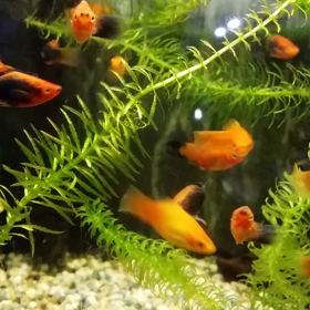 熱帯魚癒しだね(*^^*)の画像