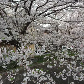 花散らしの雨にの画像