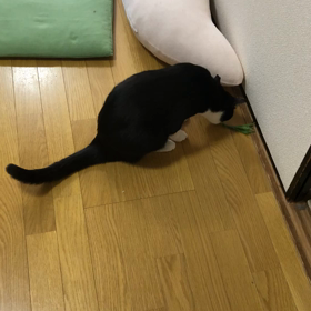 闘う猫の画像