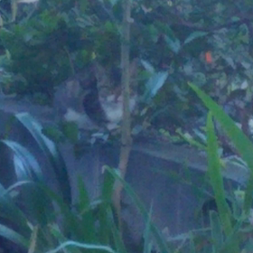 いつものように仕事へ向かう途中で君に出会ったんだの画像