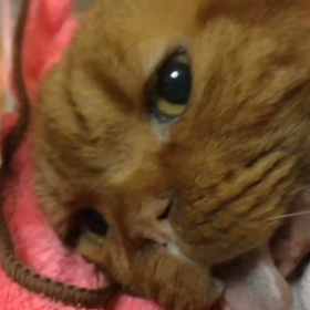 ぽんちゃん(287) ごあいさつの画像