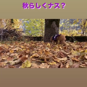 宇野樹君インスタストーリーより　秋らしくナス？の画像