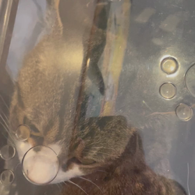 ”にいにいの風邪@外の猫”の画像