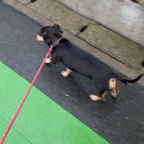 2022 番犬の散歩の画像