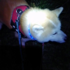 今朝は更に寒くなり、未来丸の足取り軽くゴロ寝休憩ゼロ？かななどと一瞬思ったけれど飼い主の夢想でしの画像