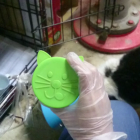 「ニャアンコちゃんの終末医療(ターミナルケア)日誌」その２の画像