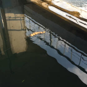 クレイジースネーク動画の画像