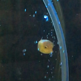 ハコフグ in ブクブクの画像