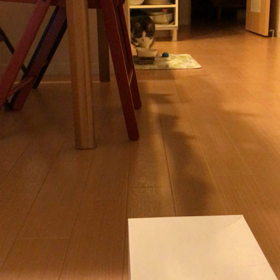 今日のネコの画像