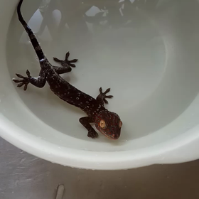 トッケイの温浴の画像