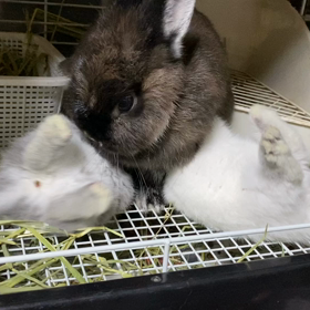 ダイナミックに授乳中の画像