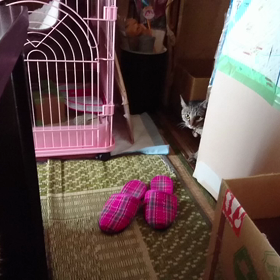 Miss  Chappy  威嚇の画像