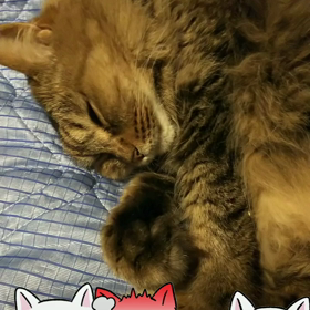 仲秋の名月雨の画像