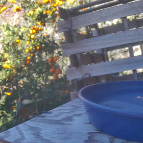 すぎぴたんの事件簿シーズン3　445話（たまに来るヤマガラ）の画像