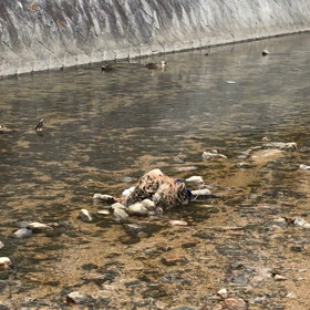 川に落ちるわが子の画像