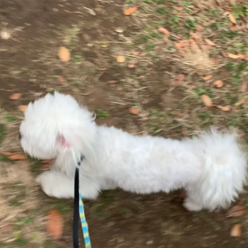 11月27日13わんこと2時間遠足　代々木公園表参道の画像